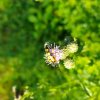 LEPTURE TACHETÉE. Les adultes se nourrissent de pollen et de nectar et pondent leurs œufs dans des souches ou du bois pourri. Terrain de Nestin. MURIEL GODET